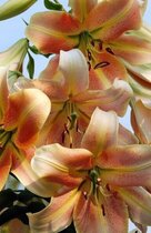 ����� Ը�� ����� �� ������