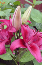 ����� ������ �� ������