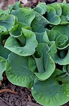 Hosta Church Mouse - ׸ 