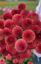   (Dahlia Copper boy)