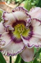 �������� ���� ����� ����