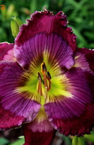  Cosmic Adventure ( )