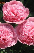 Пион ЭТЧЕД САЛМОН