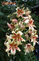 ����� ����� �� � ������