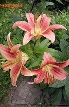 ����� ������� ��� �� � ������