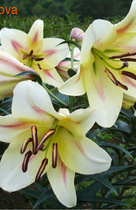 ����� ����� ��-������