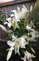 ����� ������ ����� �� � ������