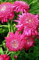    Pyrethrum hybridum f. flore plena rosea)