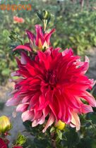 �������� ������������ ����� Red Labyrinth (��� ��������)