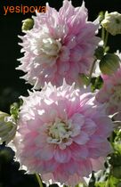 �������� ����� �������� �����