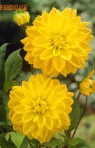 �������� ������ ������