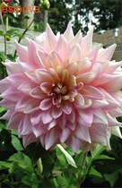 �������� ����� ��������, �����