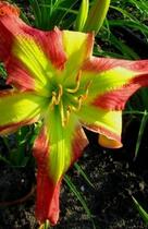 �������� Senator Edward M.Kennedy ������� �������