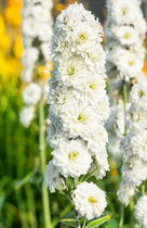 ���������� ��������� �����