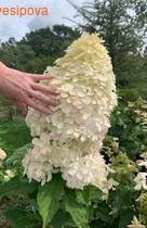 ��������� �������� �����������