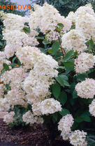 ��������� ����������� �����������