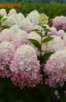 ��������� �������� ���� ������ �����������