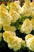 ��������� ��������� �����������