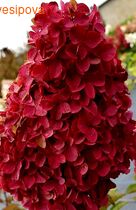 ��������� �������� ���� �����������