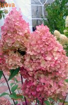 ��������� �������� ����� �����������