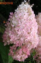 ��������� ���� ���� �����������