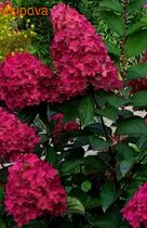 ��������� ���� ��� �����������