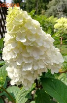 ��������� �������� ������������ �����������