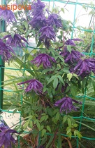 �������� (������) ������ ��������