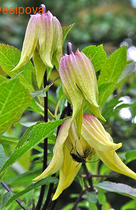 �������� (������) ����� �����