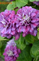 �������� ������ ø��