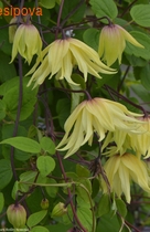 �������� ����� ���� ������