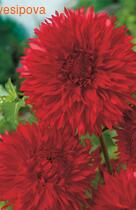 �������� ��� ������ �����������