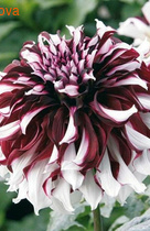 �������� ��� ������ �����