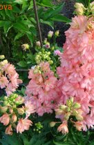 ���������� ��������� ��������