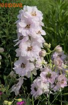 ���������� ���� ��������