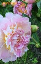 ���� �� �����