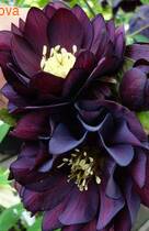 �������� ���� ����� �����