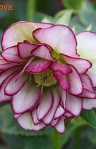 �������� ���� ����� ������