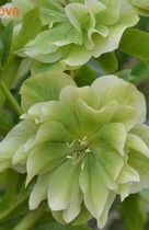 �������� ���� ����� ����