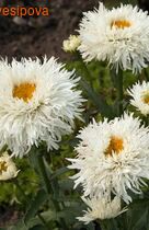 ������� ���������� ���������