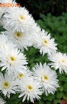 ������� ��������� Aglaia