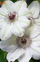 �������� ���� �������