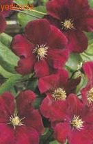 �������� ��� ��������