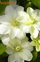 �������� ������� ����