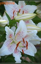 ����� ��� LOO-������