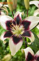 ����� �������� ����� �������