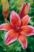 ����� ��� �������� �������