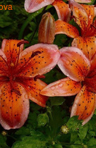 ����� �������� �������