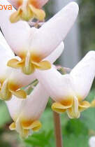 �������� Pink Punk - Marinagarden