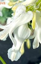 �������� Amore Titanium